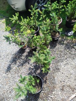 Trees for deals!!!!!