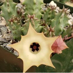 Huernia Thuretii 🪴🌼🪰🪰