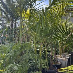 King Palm Tree