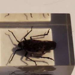 Preserved Bug In A Cube. Yuck!