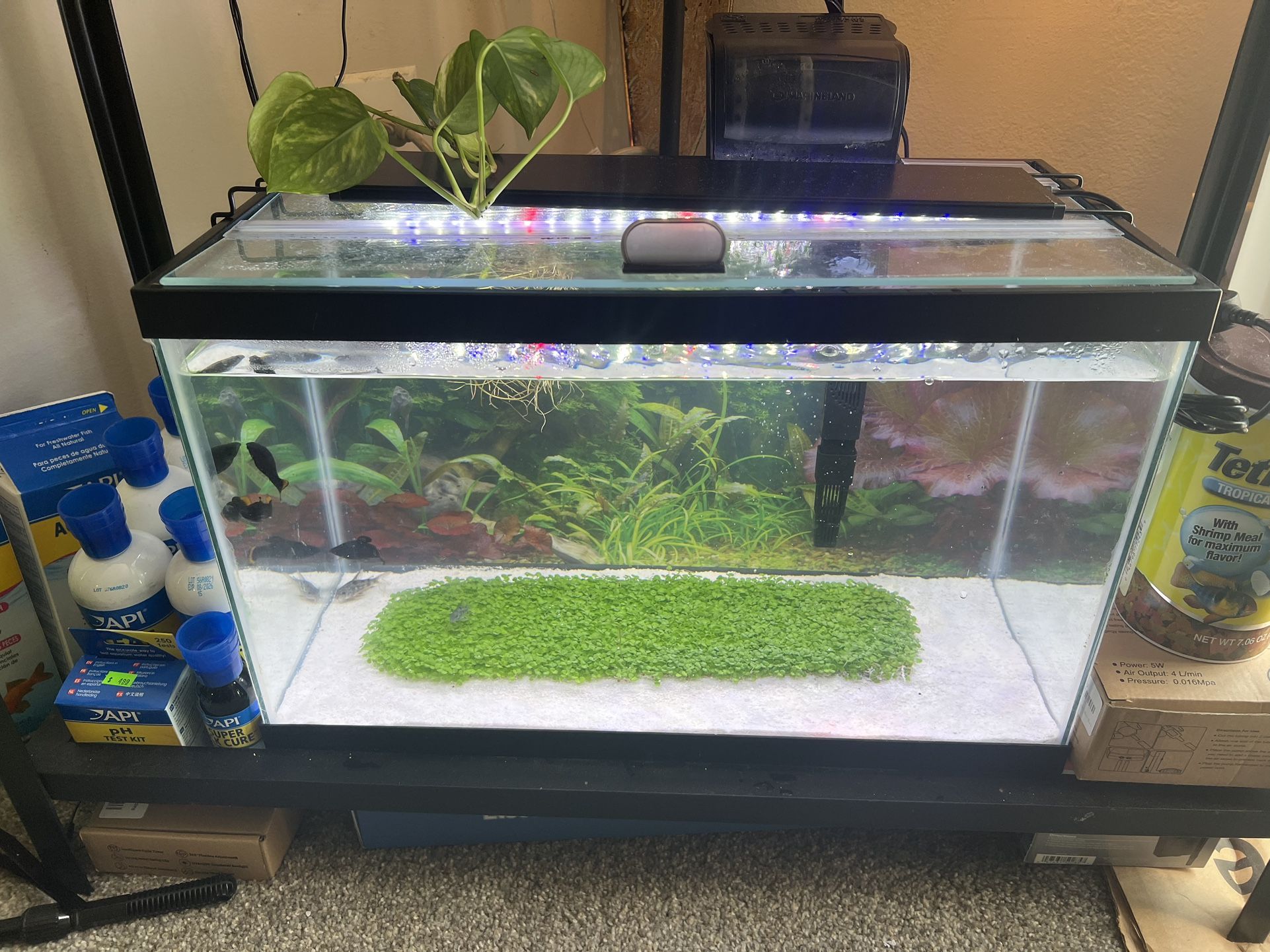 10 Gallon Functional Fish Tank