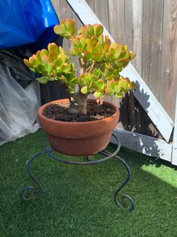 Jade plant