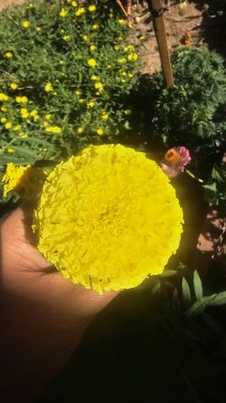 Giant Orange or Yellow Marigolds / Caléndulas gigantes anaranjadas o amarillas