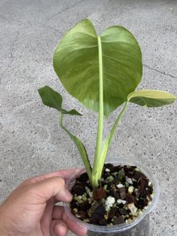 philodendron longilobatum Philodendron longilobatum Lelano Miyano main image 0