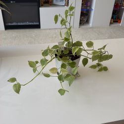 Peperomia variegated live plant. Freshly planted in plastic 4.5” height planter. Medium light 