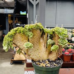 Greenovia Crest Aeonium Big Size 