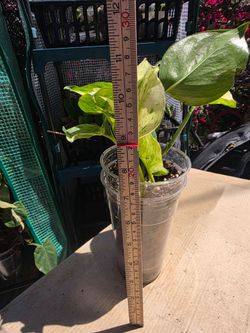 Epipremnum 'Manjula' Pothos - High Variegation