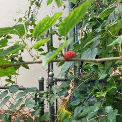 Mulberry Tree
