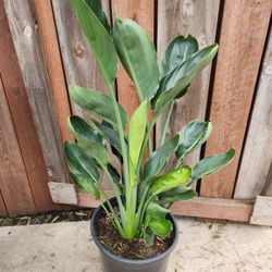 Bird Of Paradise Regina