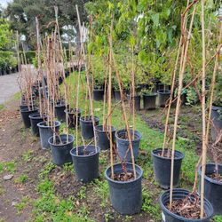 Grape Tree