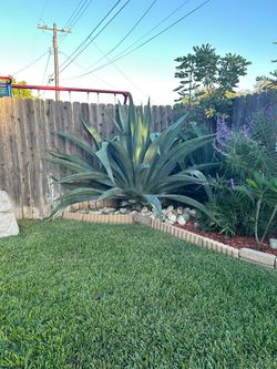 Agave plant