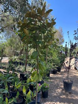 Magnolia tree 🌳