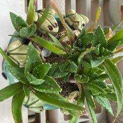 Medicinal Plants Aloe Nobolis In Beautiful Pot