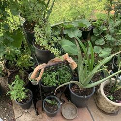 Plants garden patio many to choose from