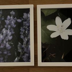 Impressionist Style Photographs Of Wildflowers In Montana 