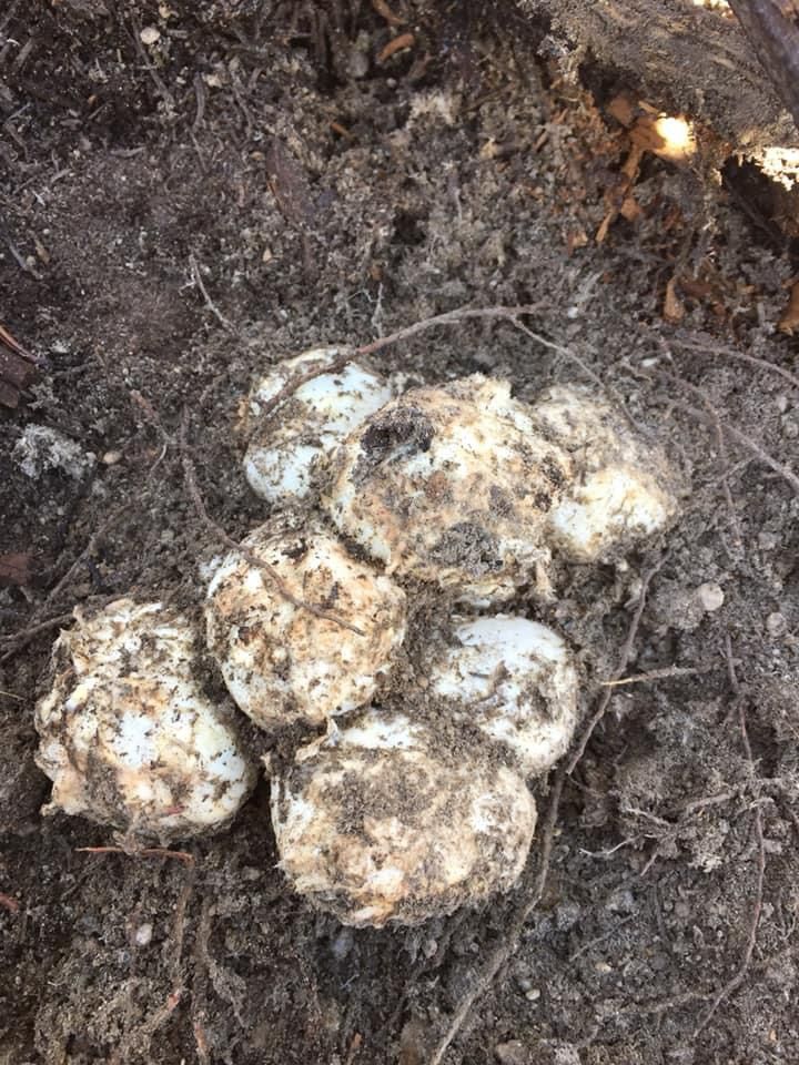 Matsutake Mushrooms Fresh From The Oregon Mountains