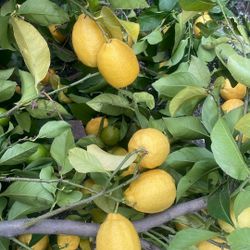 Fresh Lemon 8 for $1 