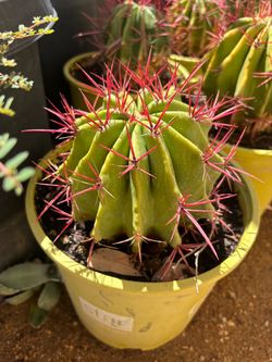 Fire Barrel Cactus