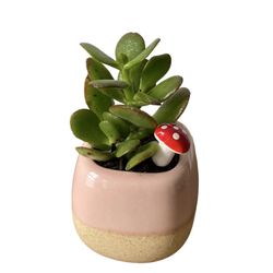 Mini Succulent 