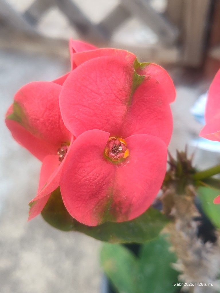Millonaria . Corona De Cristo Big Flager