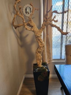 Beautiful 6-Foot Natural Driftwood Tree Sculpture