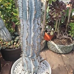 Hybrid Euphorbia 
