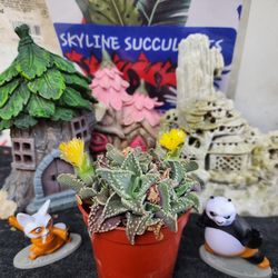 SATURDAY. SUCCULENT AND PLANT SALE IN SAN LORENZ0 