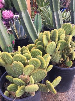 Cactus