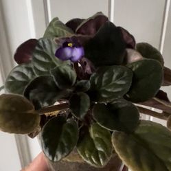 African Violet Blooming Two In One 