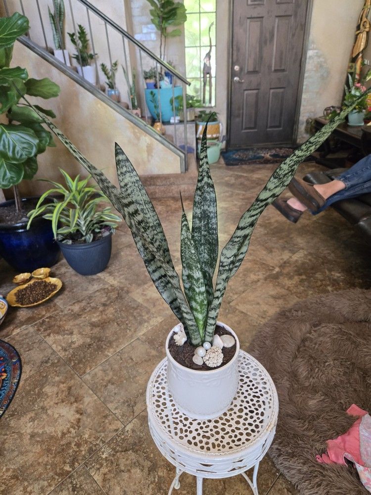 Two Ft Tall Sansevieria Snake Plants In Ceramic Pot With Shells