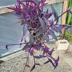 Purple Hearts Plants 8" Pot $10 Each