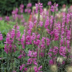 Obedient Plant (Physostegia virginiana)  $5
