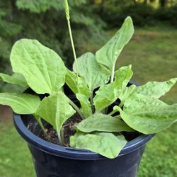 Broadleaf plantain (Plantago major)