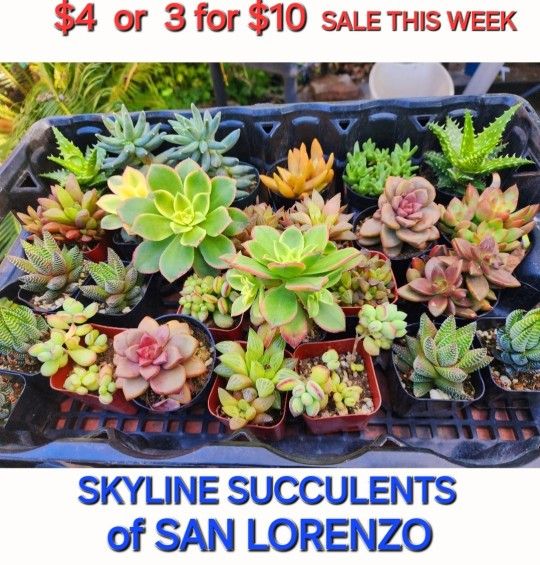 BIG PLANT SALE THIS WEEK IN SAN LORENZO  MESSAGE ME FOR APPT &  ADDRESS PLEASE  SAN LORENZO