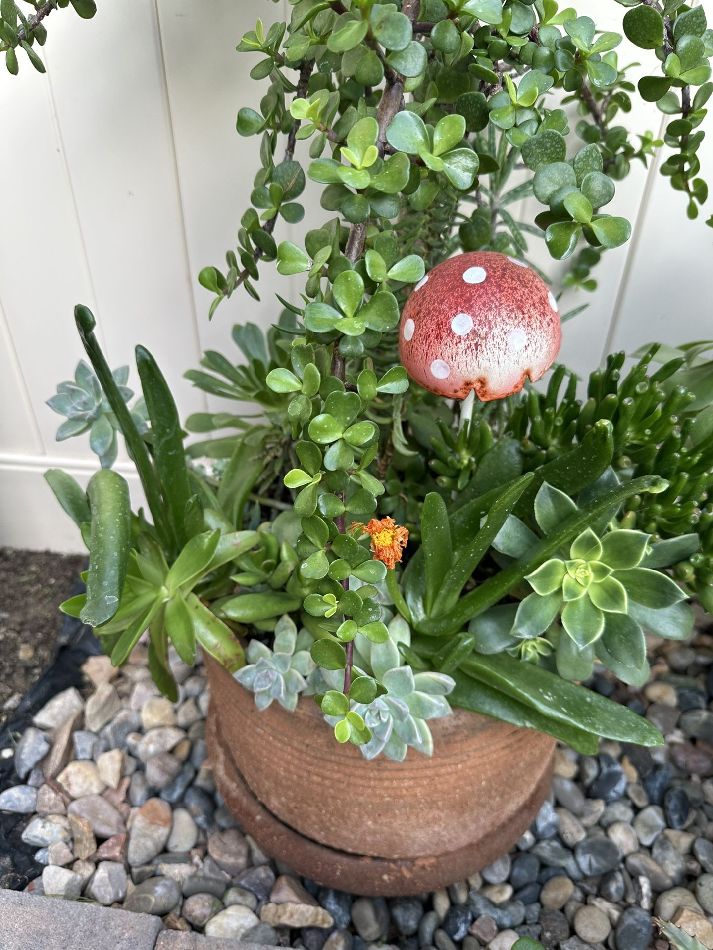 Assorted Succulent Plants