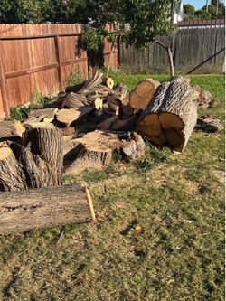 Firewood
