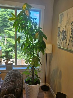 Money Tree - Houseplant