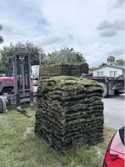 Palmetto sod