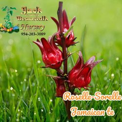 Jamaican Roselle Plant In 1gal Plantas De Jamaican