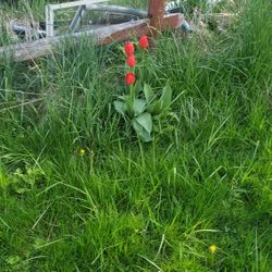Free Dry Privacy Fence