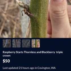  Red and black raspberries and Blackberry is all thornless all disease resistant