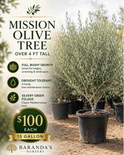 Mission Olive Trees 🌿