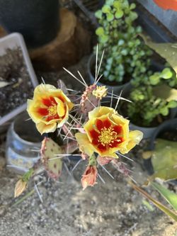 Opuntia