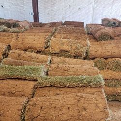 Grass Sod For Sale