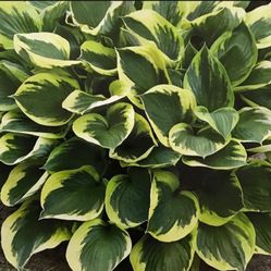 Hosta Queen Josefine Perennial Plant. 