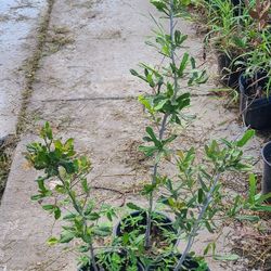 Live Oak Trees 1gallon 2.5 Ft Tall