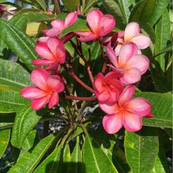 pedazo de plumeria