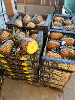 Piñas para agua o tepache $10 la caja