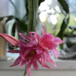 Queen of the Night (Epiphyllum  Oxypetallum) aka Quynh 