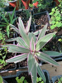 Discolor plant in 4 in pot